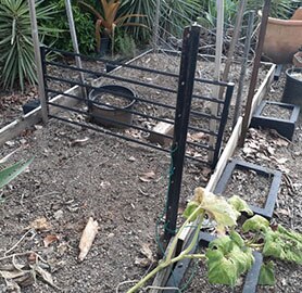 Veggie Garden Before