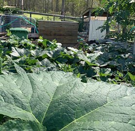 Veggie Garden After Greenery