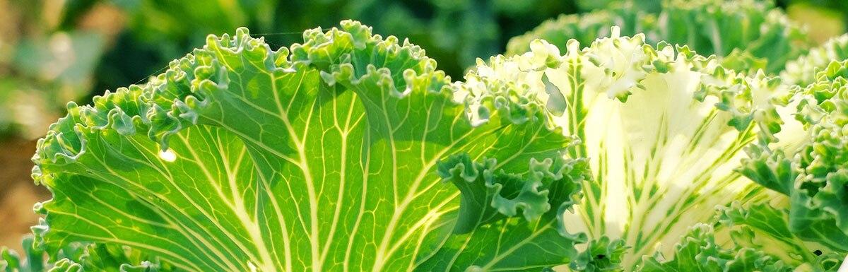 Veggie Garden Greenery Banner